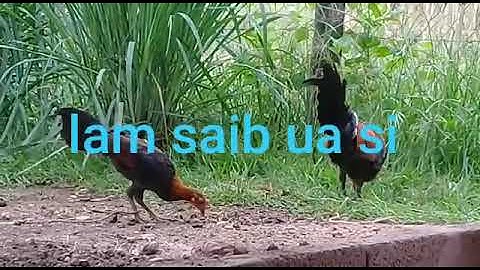 Saib qaib dib qaib qus pom 2