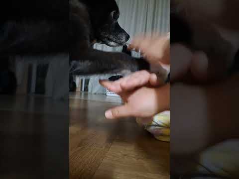 강아지랑 함께하는 게임