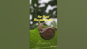 The Incredible Regeneration Power of Snails #shorts