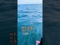 墓じまい海洋散骨　両親を自然に返した