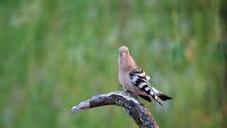 Hoopoe Best video capture and sound screenshot 5