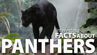 Interesting Facts about Panthers