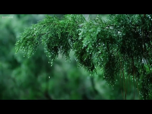 Nhạc Piano Nhẹ Nhàng Cùng Tiếng Mưa Rơi Giúp Giãm Stress  Relaxing Music u0026 Soft Rain Sounds class=