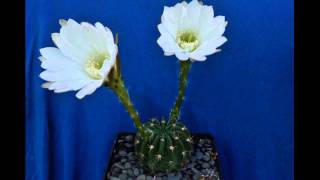 Echinopsis rojasii(Pseudolobivia rojasii)