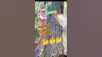 Perfect Cutting Trees chainsaw Stihl #treecutting #fall #tree #wood #woodworking #shortsfeed
