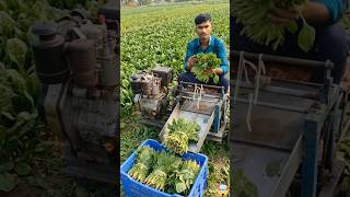 पालक बांधने वाली मशीन 😱 | Spinach Bundle Machine Desi Jugaad #farming #agriculture #indianfarmer #ai
