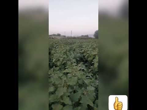 یه وقتایی خاک تتلو 