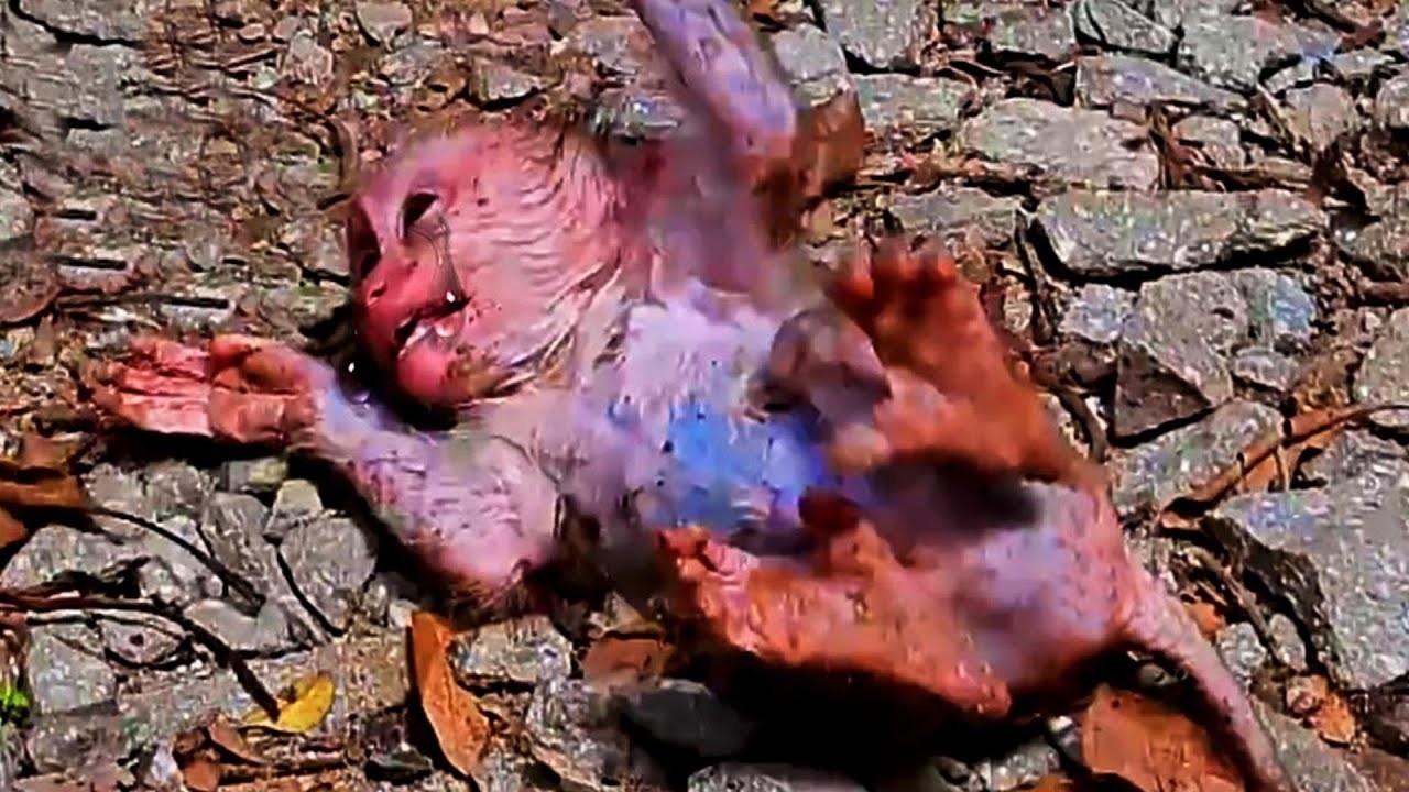 God!! Please save this poor monkey