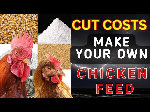 How to make cheap chicken feed from home to cut down costs of ...