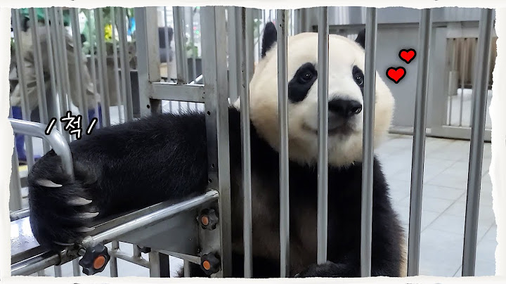 (SUB) "You are a human, aren't you? The genius Panda understands human language!" Panda Family🐼