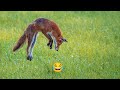 FUNNY ANIMALS VIDEOS 2025🐾746