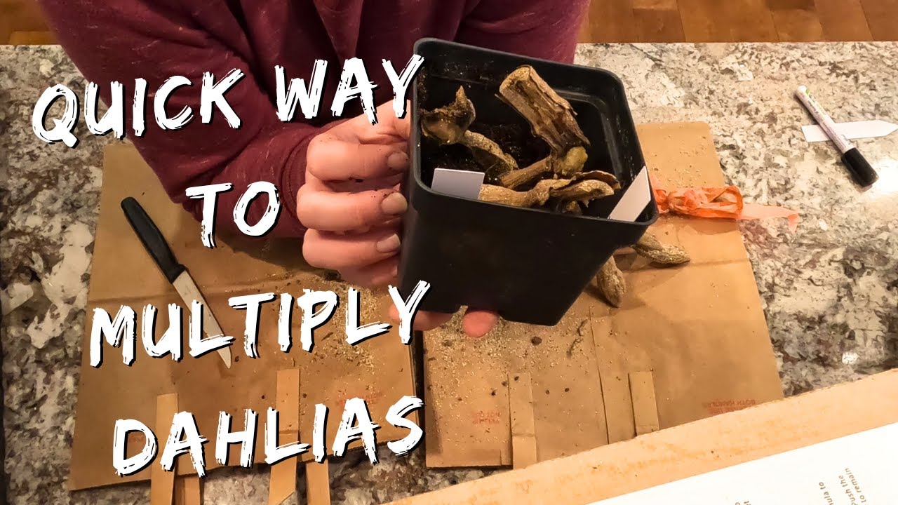 propogating-dahlias-easy-way-to-multiply-youtube