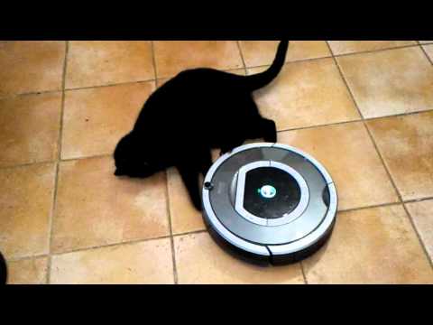 Cat vs Roomba