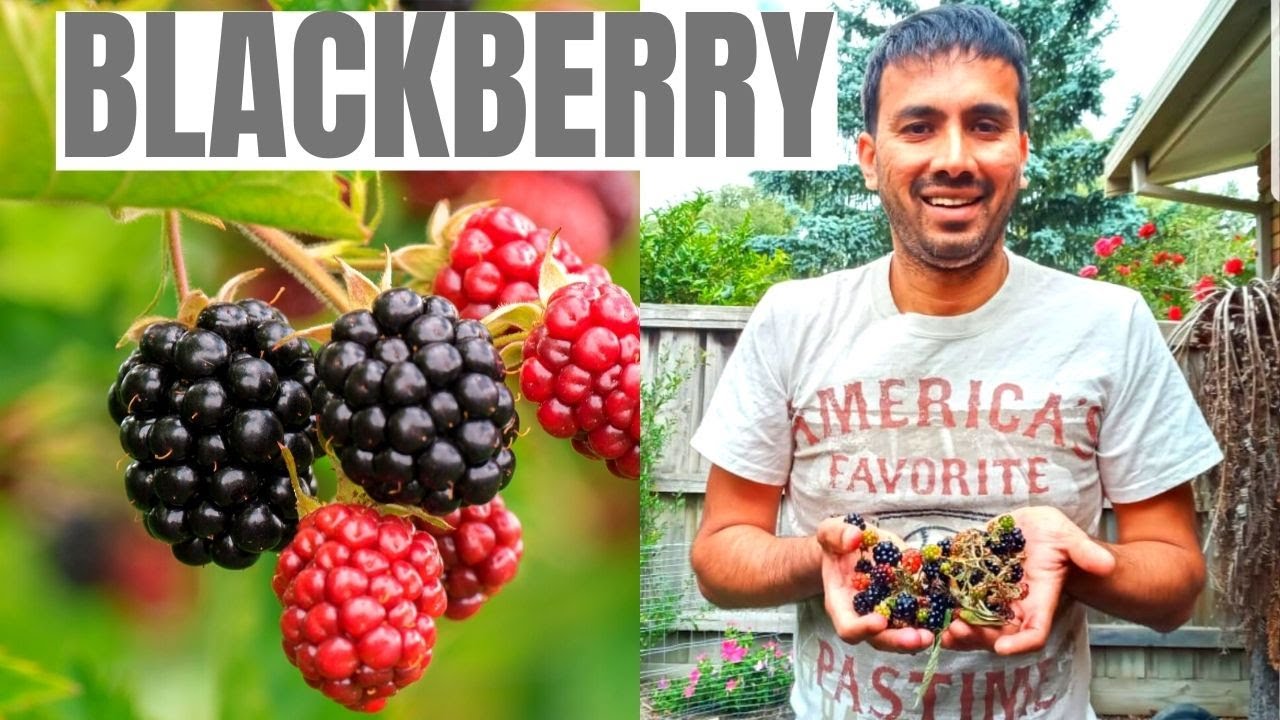 How to Grow Blackberries at Home Blackberries Harvest Australia