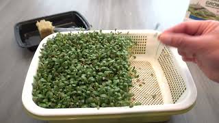 Can Microgreens Be Grown Into Full Size Plants