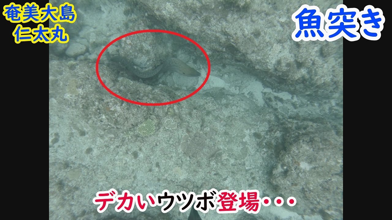 頑張れ やまとそん 魚突き