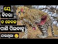 କୁମ୍ଭୀର ସହ ପଙ୍ଗା ନେଇ ଜୀବନ ହରେଇ ବସିଲା (ହୋସ୍ ଉଡେଇ ଦେଲା ଭଳି ଘଟଣା) || Crocodile the Ultimate hunter