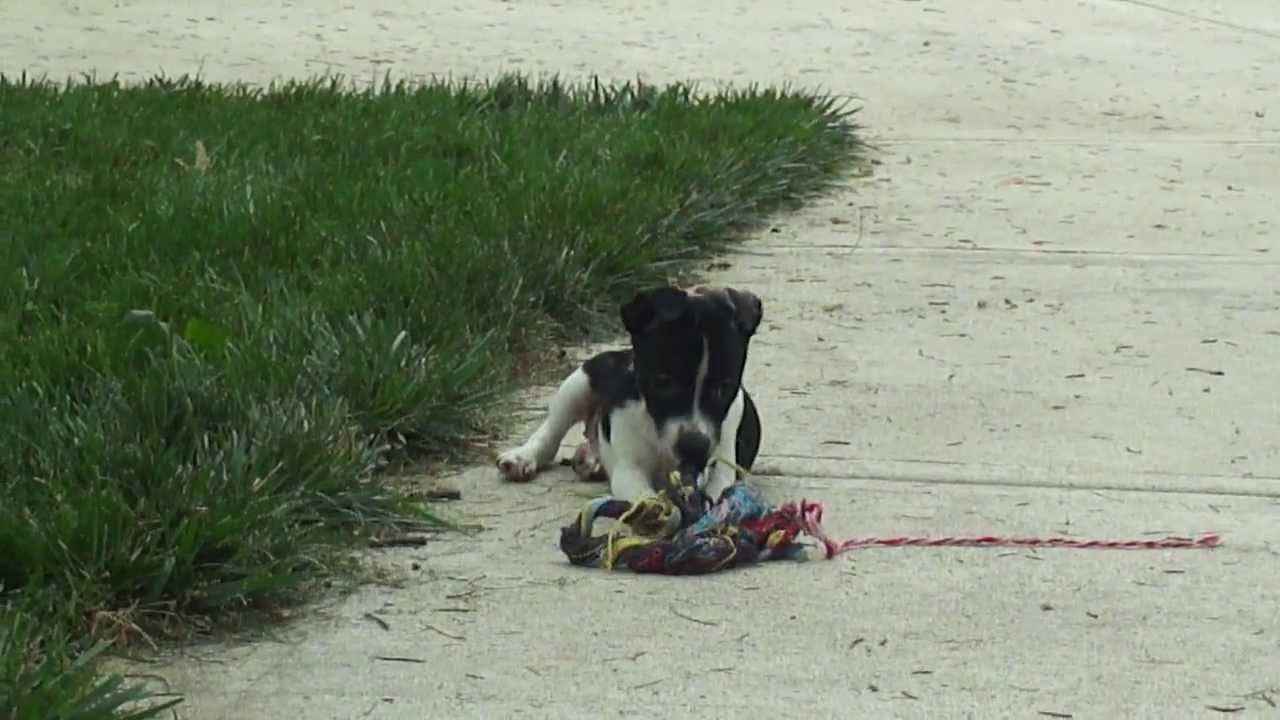 Ratitatt Nessie 9weeks 013