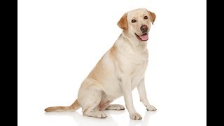 كلب اللابرادور Labrador Retriever - YouTube