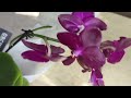 Распаковка Орхидея phalaenopsis Sogo Relex.Unboxing Orchid phalaenopsis Sogo Relex.