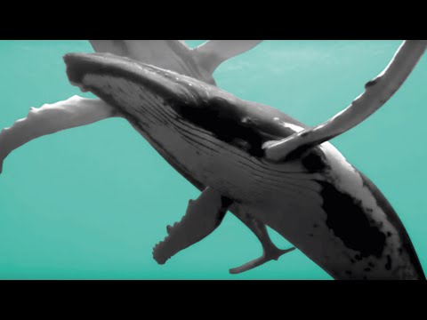 Video: Najlepšie Neuveriteľné Fakty O Moriach A Oceánoch Alternatívny Pohľad