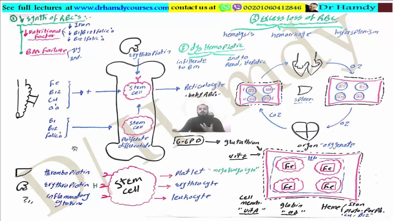 pediatrics | Hematology | lecture 1  المحاضره  الاولي | طب الاطفال د حمدي فتحي