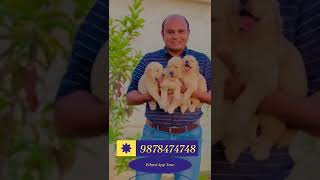 Golden Retriever Puppies | Available for New Home | Baadal Bhandaari