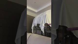 Chilli the African Grey bedtime antics