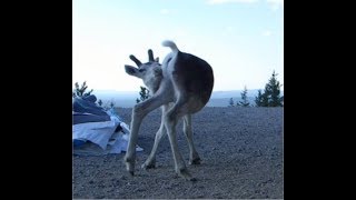 Wind turbines scare reindeer