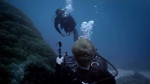 Introducing the Deepblu App