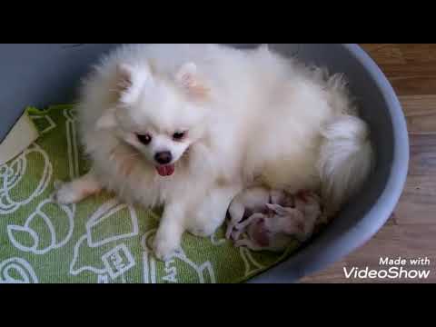 Spitz alemao recem nascido Clearance