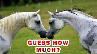 You won’t believe how much does an Arabian horse cost