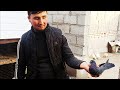 Кабутарлар учмалари шахрихон беш маххала UCHMA KABUTARLAR FLY PIGEONS летает Голубей