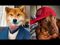 ATTENTION! You Can Cry From Laughing/Best Funny Dog Videos