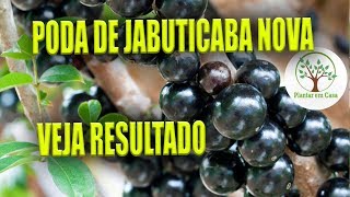 JABUTICABEIRA NOVA APÓS PODA VEJA OS RESULTADOS Plantar em Casa Plantar em Casa Plantar em Casa