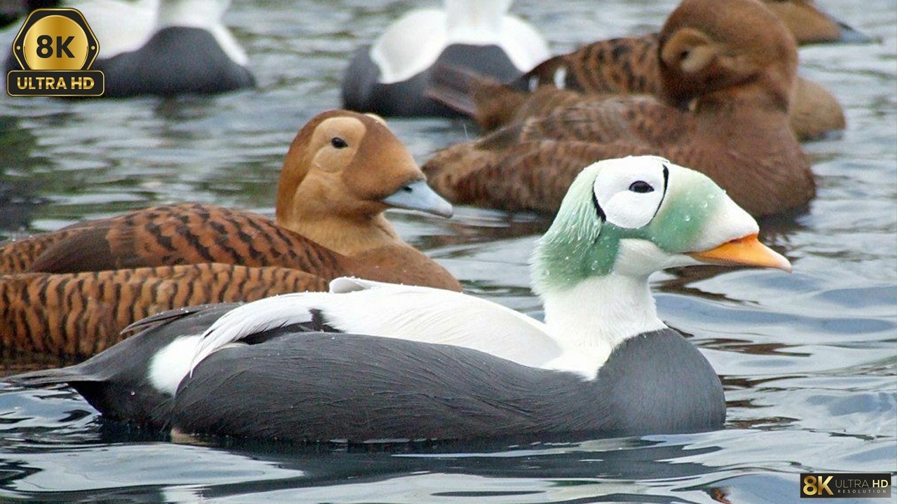 ¡Los 12 Patos Más Hermosos del Mundo! – Te Van a Dejar Sin Palabras #PatosHermosos