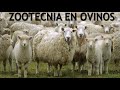 Ovinos - Zootecnia