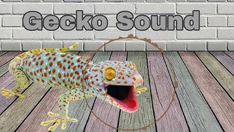 Gecko Sound, tiếng Tắc kè kêu nghe phê nhất