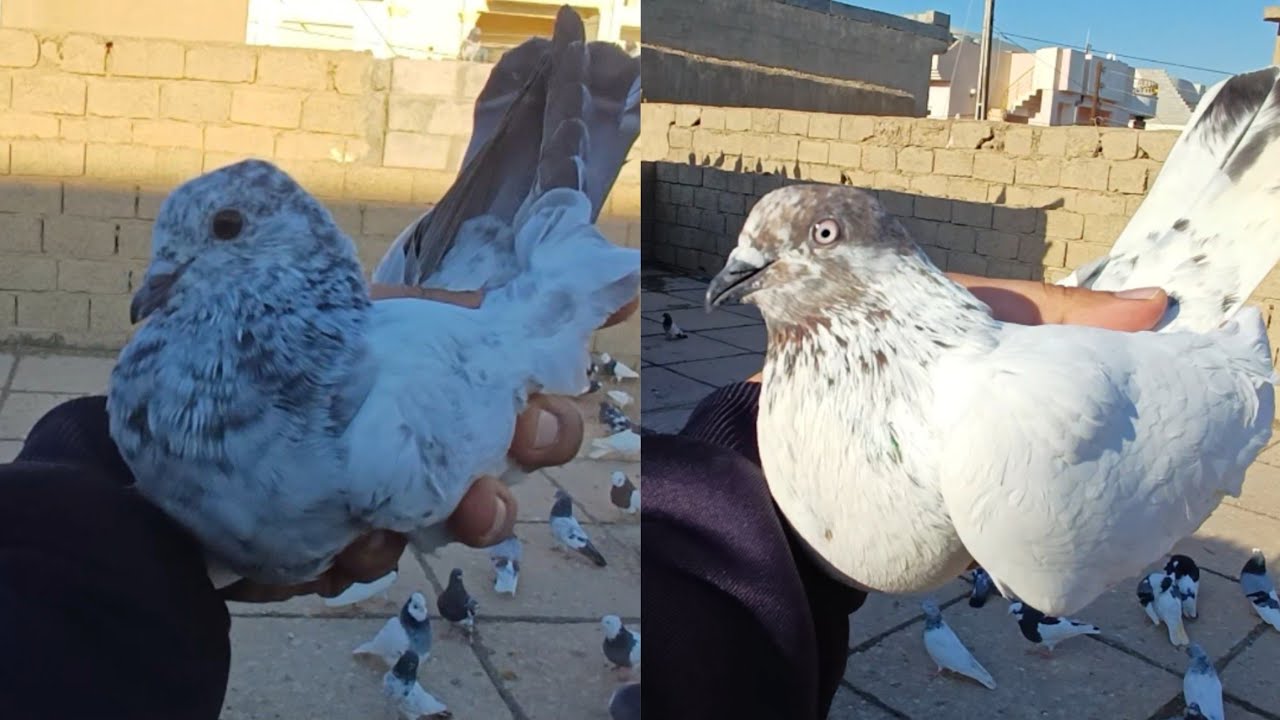 صيد اليوم ✌️صيد د2بل 💪 شوف الوحش الجديد ❤️❤️