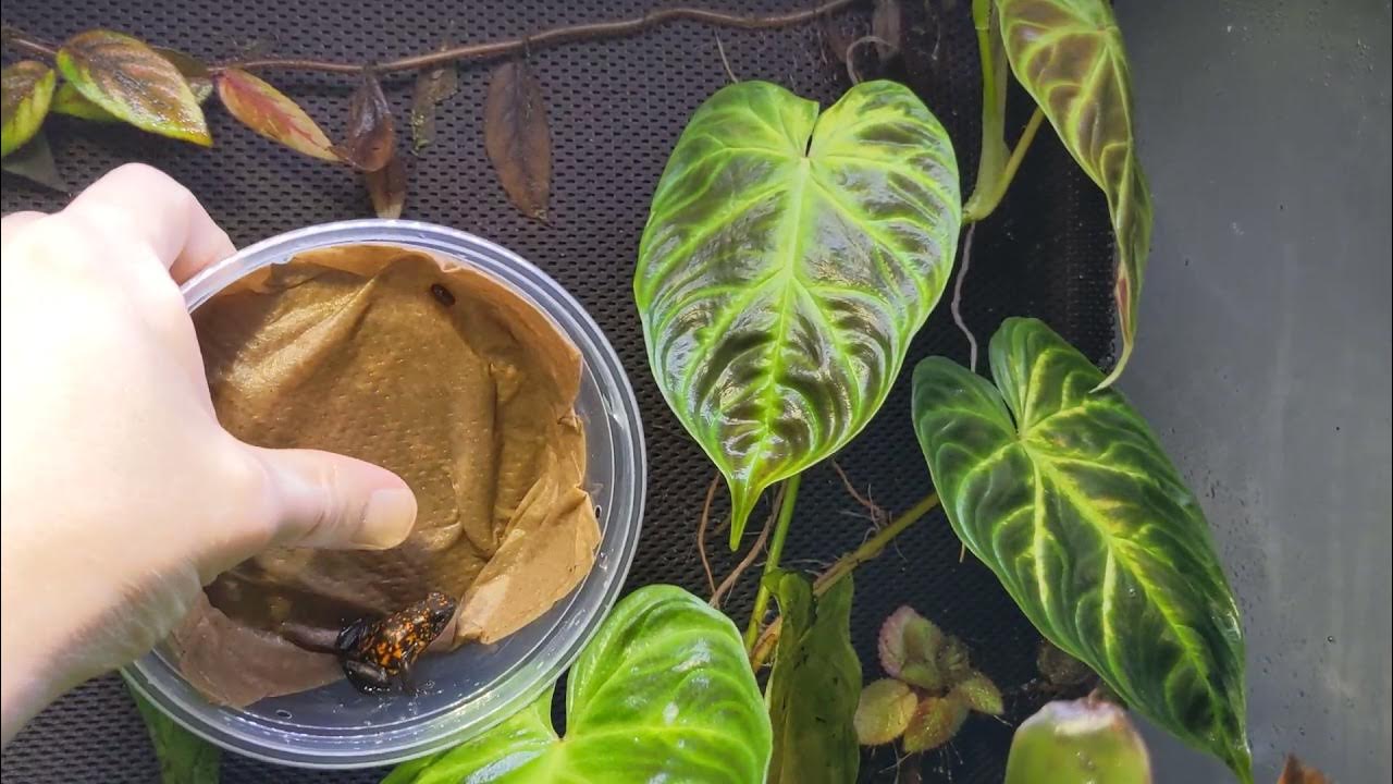 Oophaga Sylvatica Diablo Pair YouTube