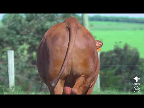 LOTE 27 - ZT 6900 - TOURO