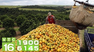 Những điểm "nghẽn" thu hút đầu tư vào nông nghiệp | VTC16