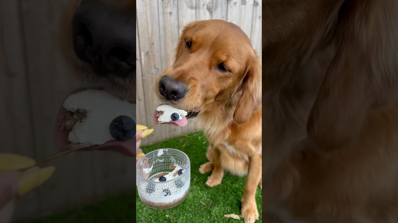 3 ingredient no bake cheesecake for dogs 😋 