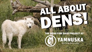 ALL ABOUT DENS! The Dens for Days Project at the Yamnuska Wolfdog Sanctuary by Yamnuska Wolfdog Sanctuary 1,214 views 1 year ago 4 minutes, 3 seconds