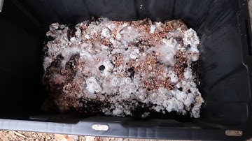 Cob Web Mold? Kill It Instantly