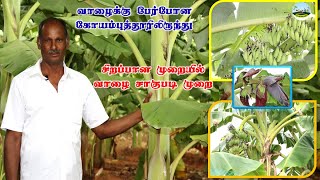 Very Special Video: Banana Farming and Harvestingசிறப்பான முறையில் வாழை சாகுபடி முறை | Dr.விவசாயம்