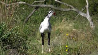 Secretary Bird Prey Stomping Demo