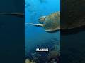 Day 9 of Fighting Ocean Pollution at 17 Y/O #engineering #steam #shorts #ocean #pollution #teamseas