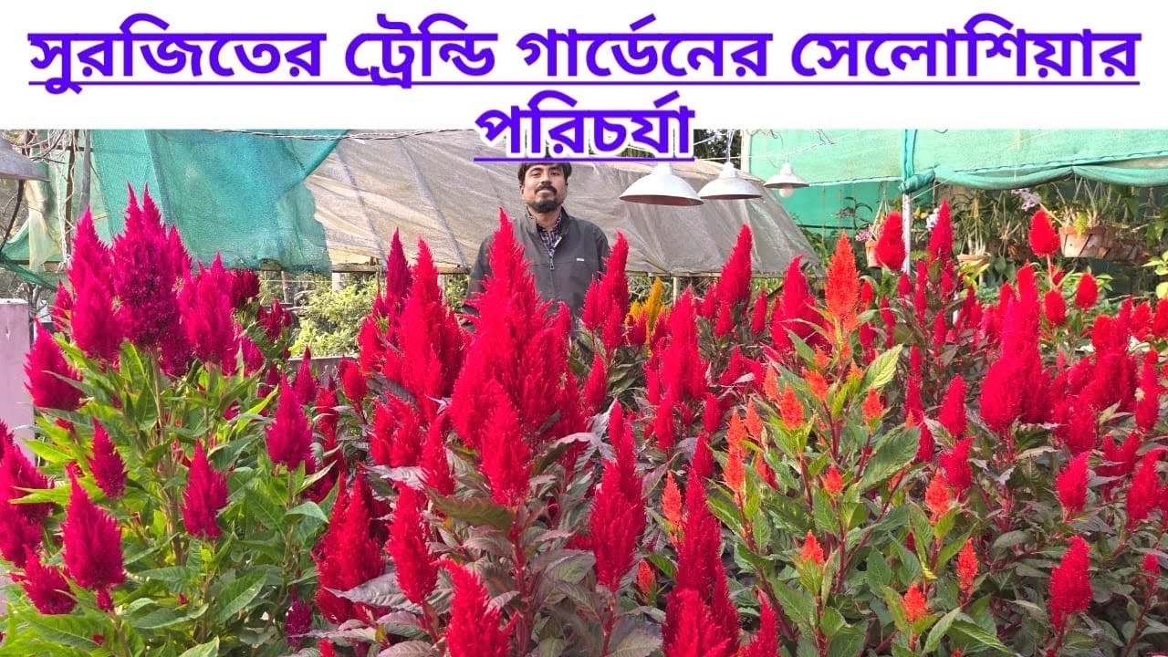 সুরজিতের ট্রেন্ডি গার্ডেনের সেলোশিয়ার  পরিচর্যা||Celosia Care Of Trendi Garden Surajit Debnath||
