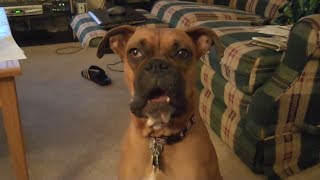 IMPOSSIBLE TO HOLD YOUR LAUGH - Extremely FUNNY DOG compilation